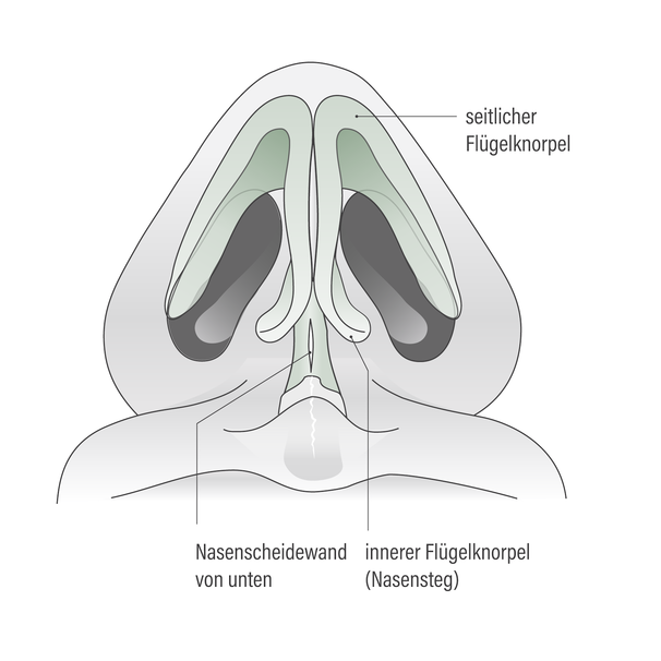 grafik-nase-03-hno-muenchen-dres-rother-kollegen.png 