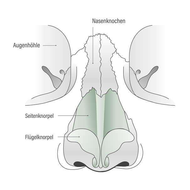 grafik-nase-02-hno-muenchen-dres-rother-kollegen.png 